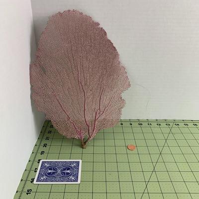 Purple Fan Seashell Reef