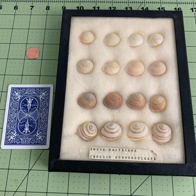 Seashell Display