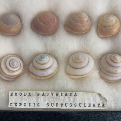 Seashell Display