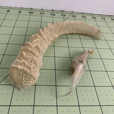 Glass Sponge