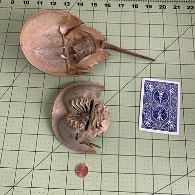 Horseshoe Crab