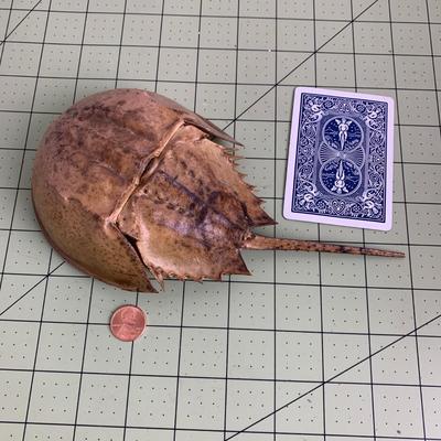 Horseshoe Crab
