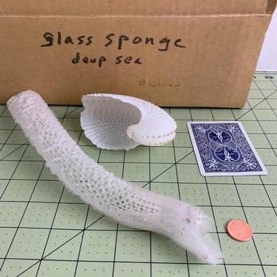 Deep Sea Glass Sponge with Shell