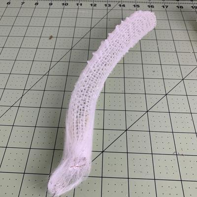 Deep Sea Glass Sponge with Shell