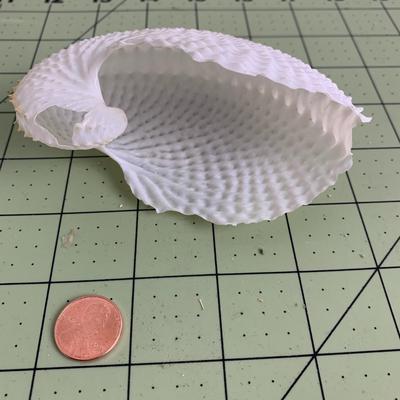 Deep Sea Glass Sponge with Shell
