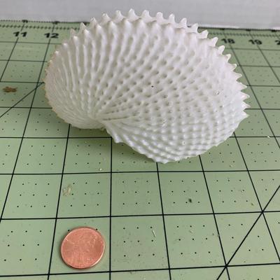 Deep Sea Glass Sponge with Shell