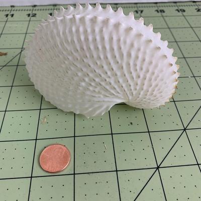Deep Sea Glass Sponge with Shell