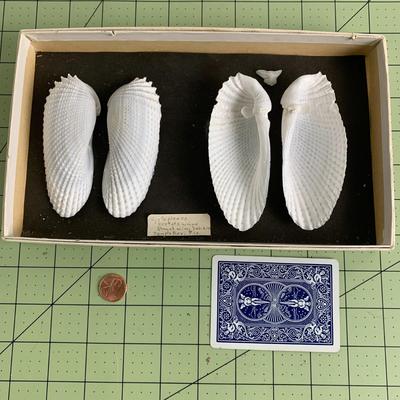 Angel Wing Shells