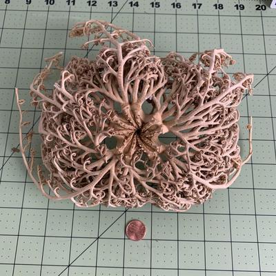 Basket Starfish