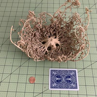 Basket Starfish