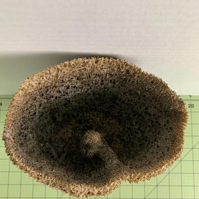 Sponge Coral