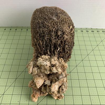 Sponge Coral