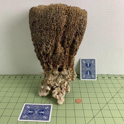 Sponge Coral