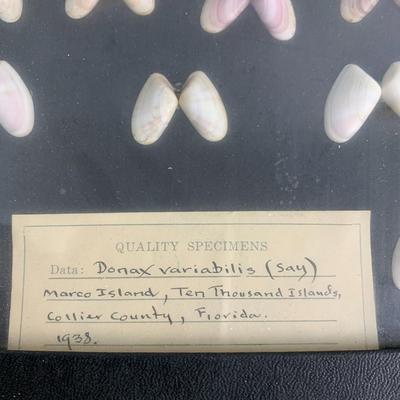 Shell Display
