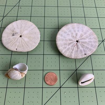 Sand Dollar Shell Bundle