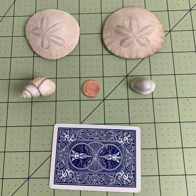 Sand Dollar Shell Bundle