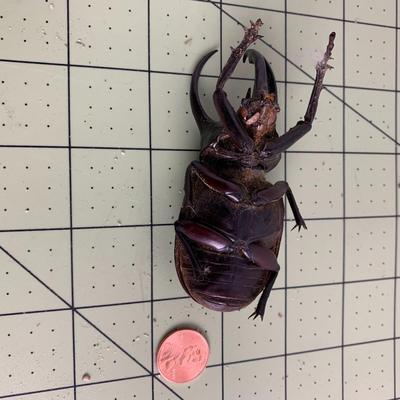 Horned Beetle