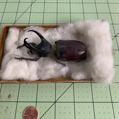 Horned Beetle