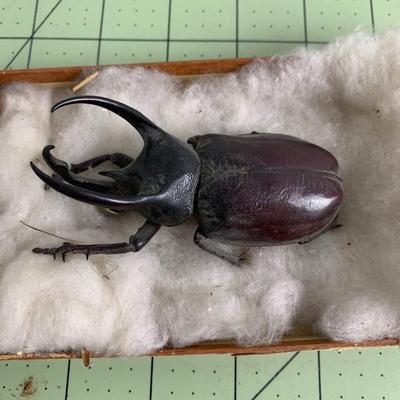 Horned Beetle