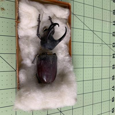 Horned Beetle