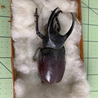 Horned Beetle
