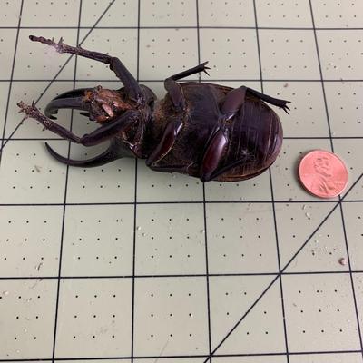 Horned Beetle