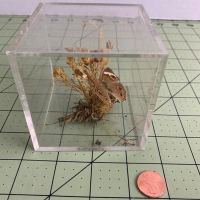 Butterfly Display Cube