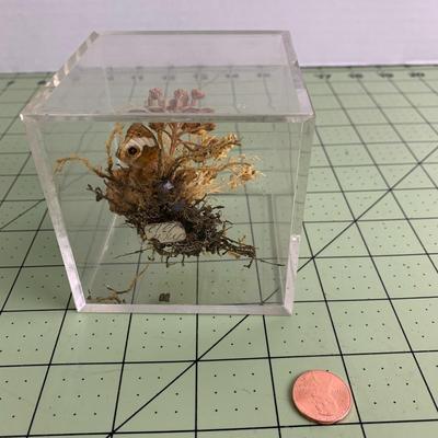 Butterfly Display Cube