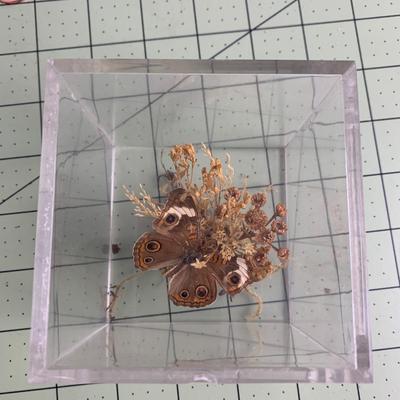 Butterfly Display Cube