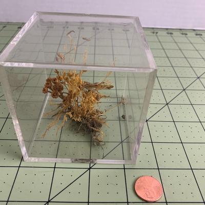 Butterfly Display Cube