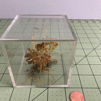Butterfly Display Cube