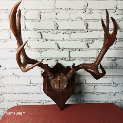 Mounted Buck Antlers