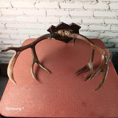Mounted Buck Antlers