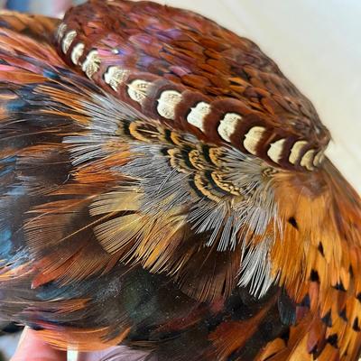 Super Awesome Pheasant feather hat!