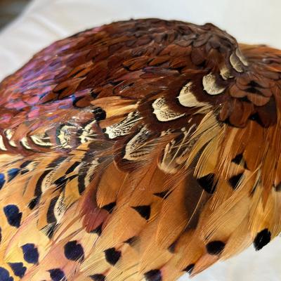 Super Awesome Pheasant feather hat!