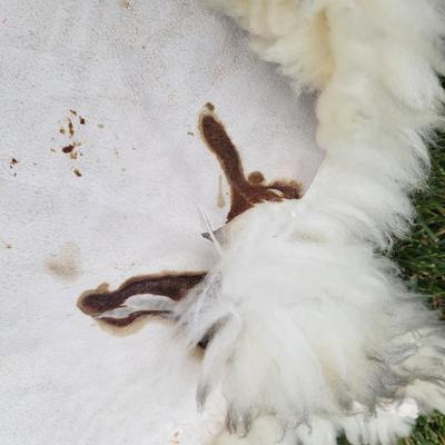 Pair of Windward Long Fiber Sheep Pelts (LR-DW)