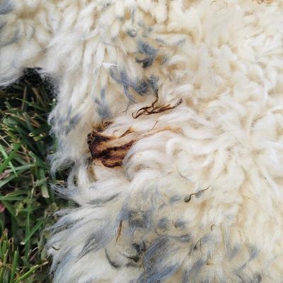 Pair of Windward Long Fiber Sheep Pelts (LR-DW)