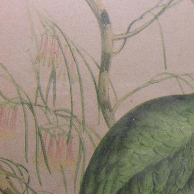 Vintage J. Gould Parrot & Parakeet Tropical Tiki Bird Art Print