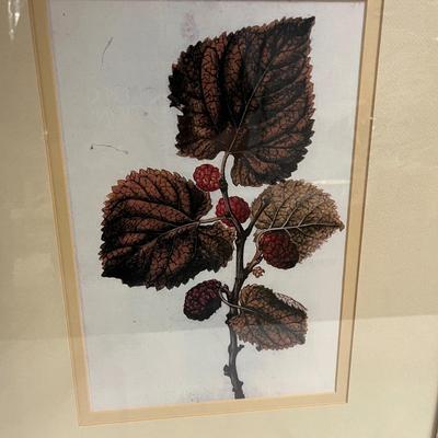 Two Botanical Framed & Matted Prints (B1-MG)