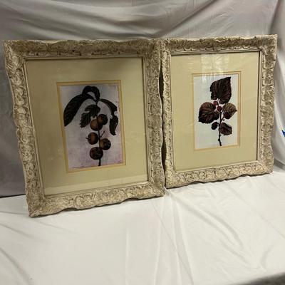 Two Botanical Framed & Matted Prints (B1-MG)