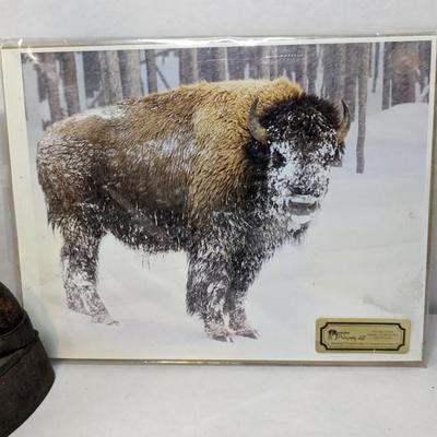 Where The Buffalo Roam