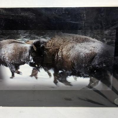 Where The Buffalo Roam