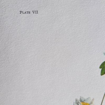 Signed Charles Crume Jr. - Plate 7 - Nature Art Lithograph