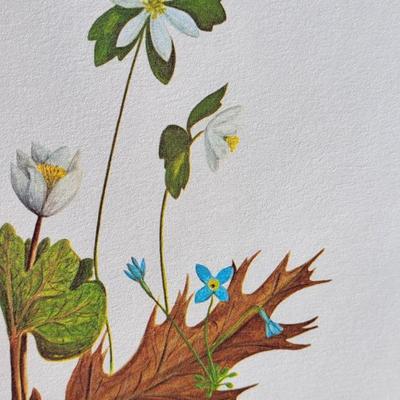 Signed Charles Crume Jr. - Plate 7 - Nature Art Lithograph