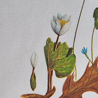 Signed Charles Crume Jr. - Plate 7 - Nature Art Lithograph