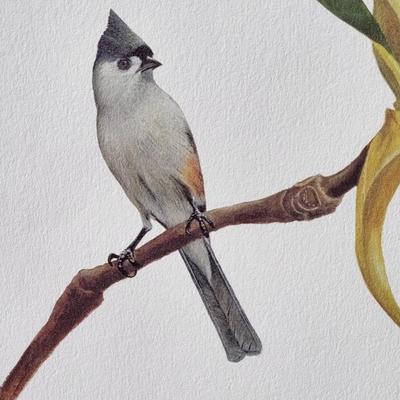 Signed Ray Harm 'Tufted Titmouse' Lithograph