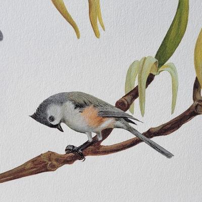 Signed Ray Harm 'Tufted Titmouse' Lithograph