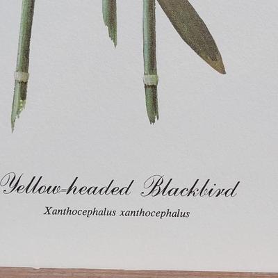 Signed Ray Harm 'Yellow-headed Blackbird' Lithograph