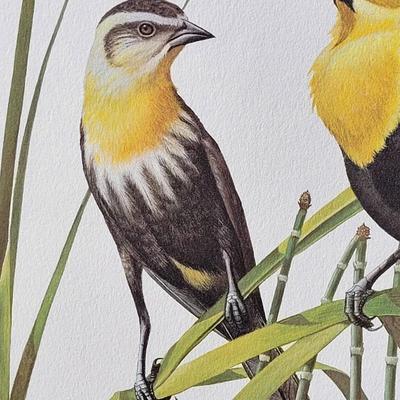 Signed Ray Harm 'Yellow-headed Blackbird' Lithograph