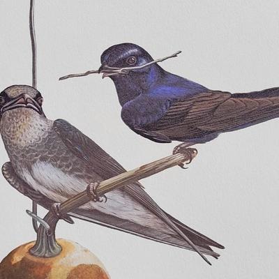 Signed Ray Harm 'Purple Martin' Lithograph